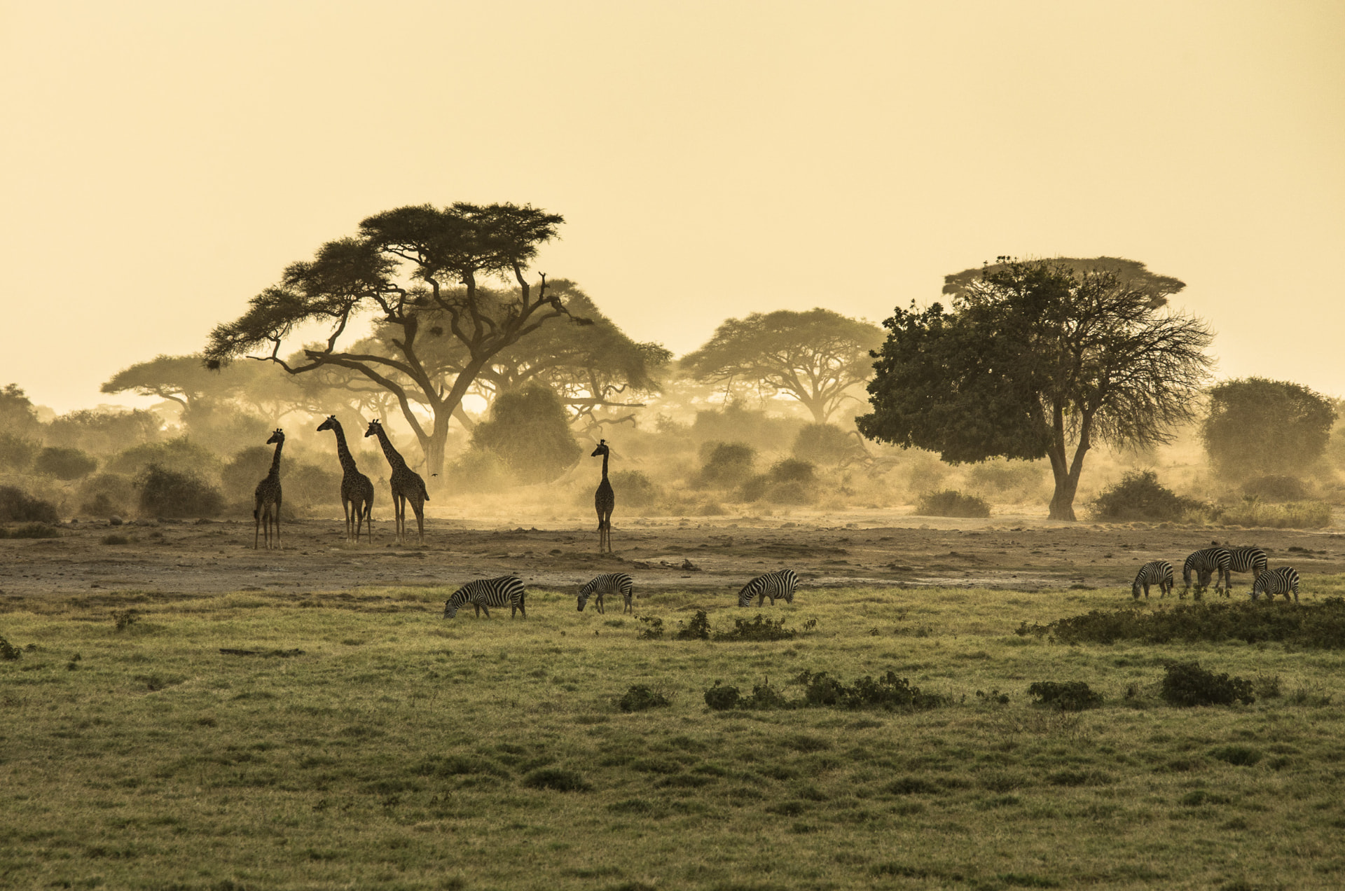 Safari plains at dusk